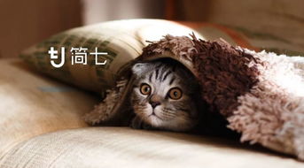 寂静岭御守猫获取攻略+实用效果解析，轻松掌握神秘猫咪获取技巧